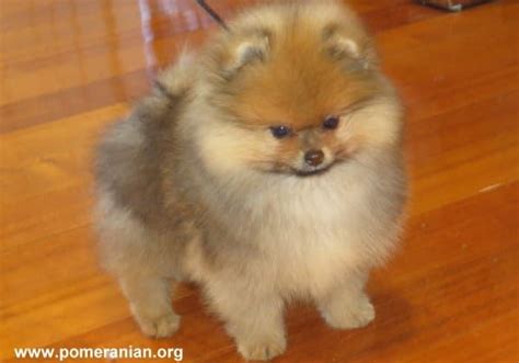 Pomeranian puppy stages. Pomeranian Puppy Development Stages Month by Month. Pomeranian Growth ...