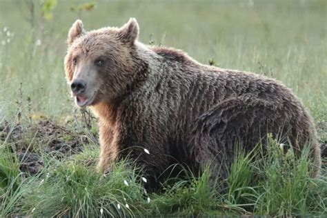 European Brown Bear | Focusing on Wildlife