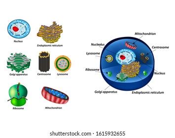 Structure Human Cells Organelles Core Nucleus Stock Vector (Royalty ...