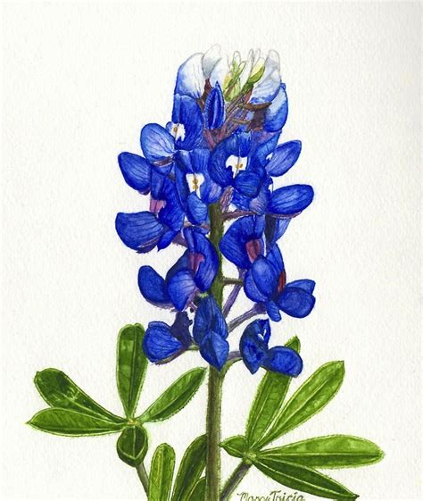 Texas Bluebonnet Drawn - ClipArt Best