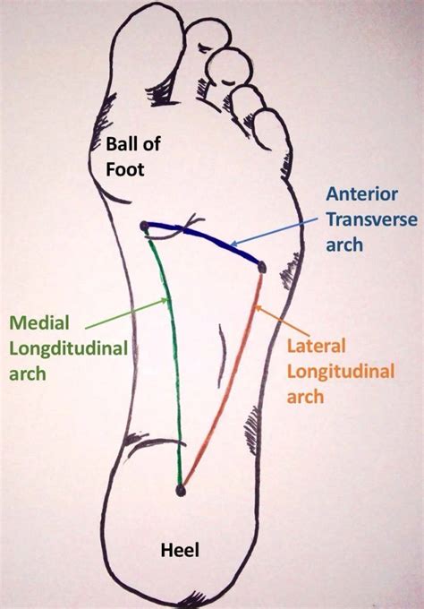 Triangles of Anatomy: The Foot