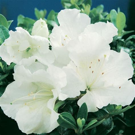 Gumpo White Dwarf Azalea-Dwarf Evergreen Azalea. Dense, Low & Mounding. Late Season Bloomer ...