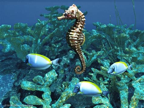 The preferred habitat for Seahorses is shallow sea-grass beds, coral ...