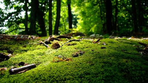 Forest Moss - 3840x2160 Wallpaper - teahub.io