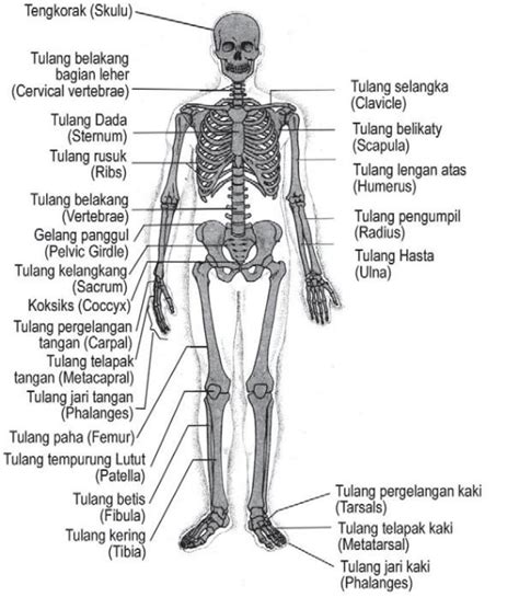 Homo Sapiens Tubuh Manusia Kerangka Manusia Anatomi Manusia Sistem | My XXX Hot Girl