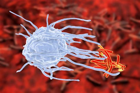 Dual origins of tissue macrophages