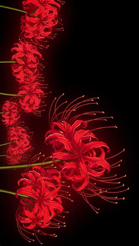 Red Spider Lily | Red spider lily, Anime flower, Red and black wallpaper