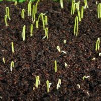 How to grow onions and spring onions for success and flavour