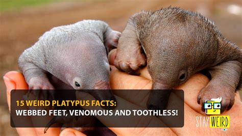 15 Weird Platypus Facts: Webbed Feet, Venomous And Toothless!