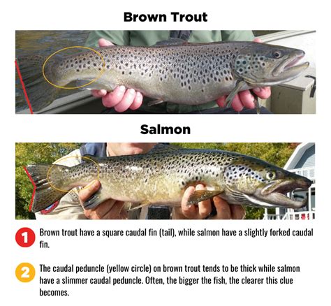 Landlocked Salmon and Brown Trout – Tips for Identifying Your Catch | IFW Blogs