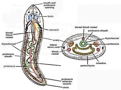 Nemertea - Alchetron, The Free Social Encyclopedia