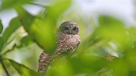 Dua Spesies Burung Baru Teridentifikasi di Indonesia