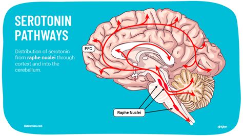 Serotonin and Its Unusual Role In The Brain - Driven App