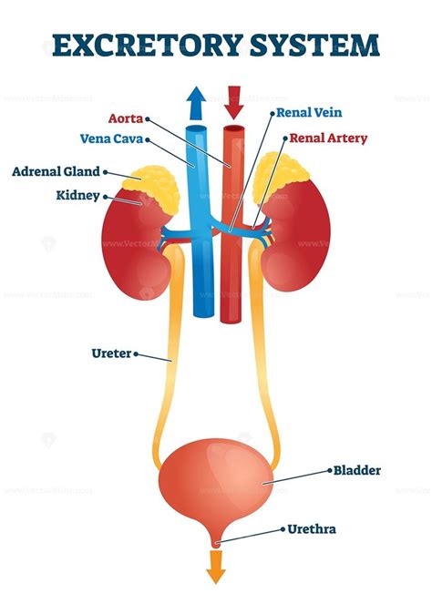 Kidney to bladder diagram