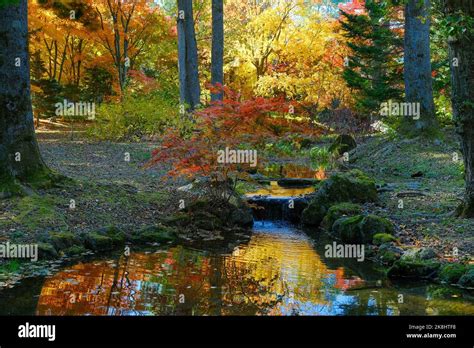 Japanese Fall Foliage Stock Photo - Alamy