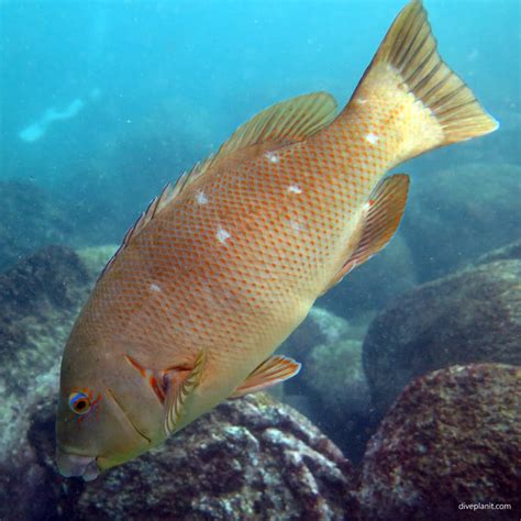 Shelly Beach dive site, Manly, Sydney, NSW