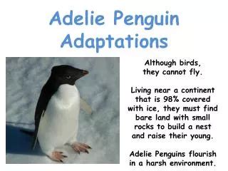 PPT - Emperor penguin adaptations PowerPoint Presentation, free ...