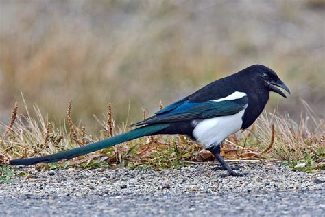 Black-billed Magpie "Pica hudsonia" | Boreal Songbird Initiative