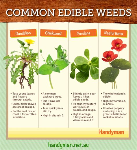 4 Common Edible Weeds - New Zealand Handyman Magazine