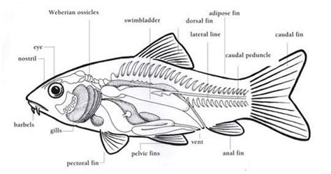 Detail Gambar Anatomi Ikan Mas Koleksi Nomer 24