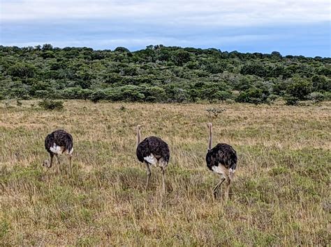 The Ultimate South Africa Safari: Encounter the Big Five in the Wild