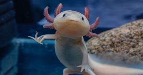 Axolotls Are Critically Endangered: Why They're Disappearing