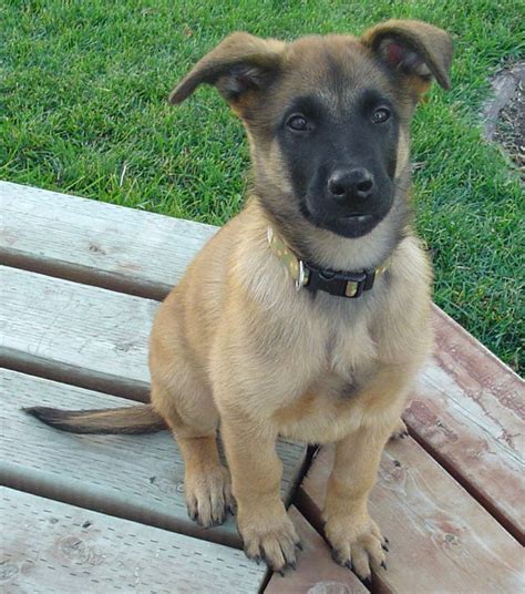 Friendly Belgian Shepherd Dog (Malinois) puppy photo and wallpaper. Beautiful Friendly Belgian ...