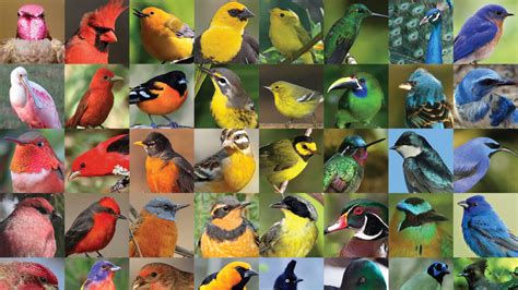 Be a Better Birder 2: Color and Pattern | Bird Academy • The Cornell Lab