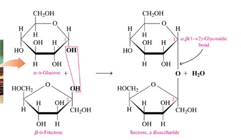 Biochemistry What Is The Difference Between A Glycosidic