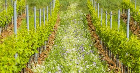 Biodiversity in the vineyard: from research to production – Franciacorta