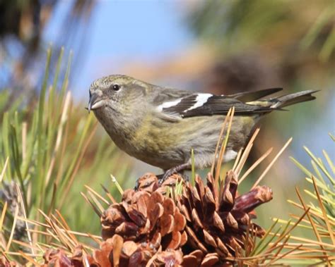 White-winged Crossbill – female 9441 | Birdspix