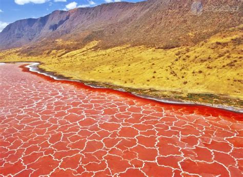 Does The Deadly Lake Natron Really Turn Animals Into Stone? - Procaffenation