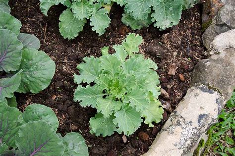 Kale Spacing: How Far Apart to Plant | Gardener's Path