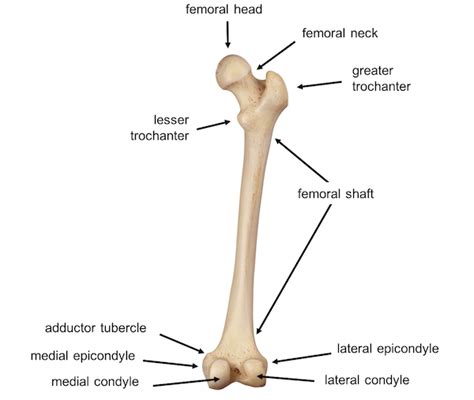 Femoral Shaft Fractures – Core EM