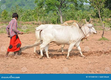 Unidentified Indian Farmer Working with Bull at His Farm, an Indian ...