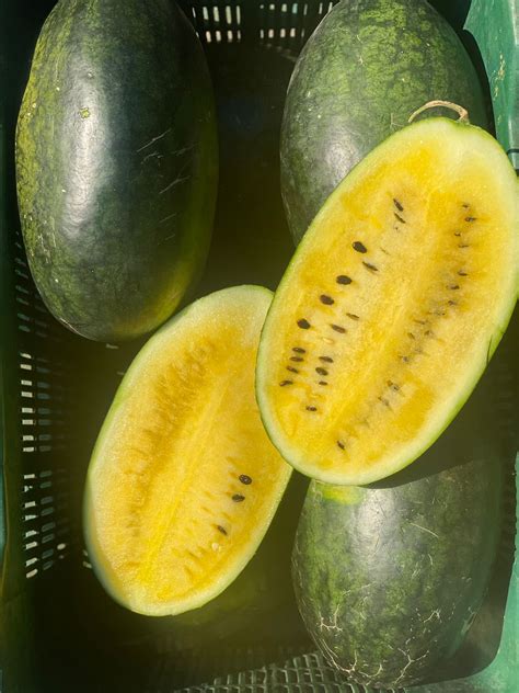 Green Yellow Watermelon | Aarohi (Sikar, Rajasthan) – Certified Organic ...