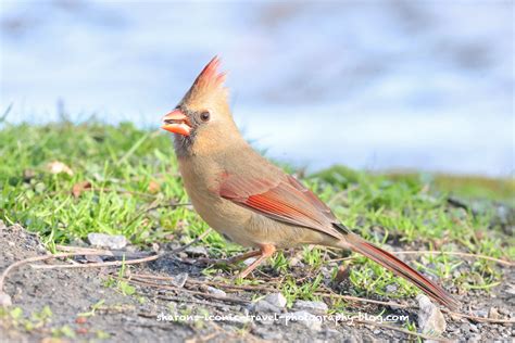 Cardinals – Sharon's Iconic Travel Photography Blog