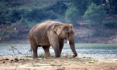 Animals That Live In India