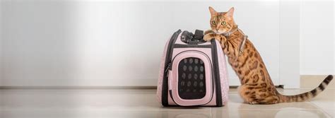 The Veterinary Lobby: Safety Tips for Cats