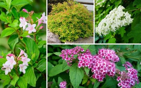 12 Awesome Low Maintenance Shrubs - Garden Lovers Club