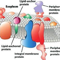 Comparison of different cell lysis methods | Download Table