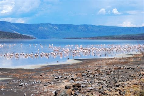 Our Adventures: Lake Bogoria: Flamingos and Volcanic Activity...