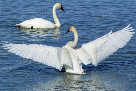 Trumpeter swans resting and feeding at Marsh Lake, Spring migration, Yukon, Canada. - Stock ...