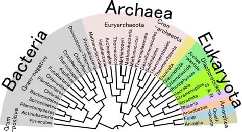 Domain Eukarya Kingdoms | Three Domains of Life | BioExplorer