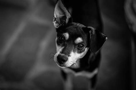 Black and White Short Coated Dog · Free Stock Photo