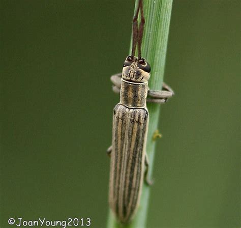 Longhorn Beetle – Cerambycidae