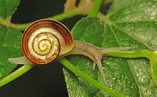 White-lipped Snail (Cepaea hortensis) | Enjoying a damp morn… | Flickr