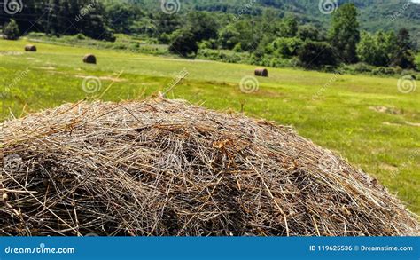 Bail of hay close up stock photo. Image of straw, green - 119625536