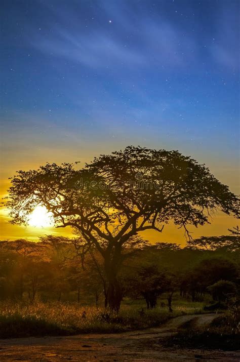 African Savannah Landscape with Its Famous Acacia Trees at Sunset Stock Photo - Image of africa ...