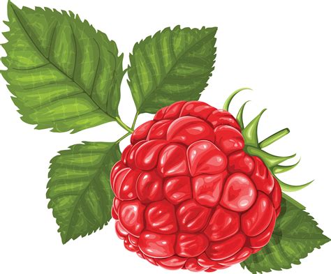 Raspberry Clipart transparent image | Ягоды, Фрукты, Картинки